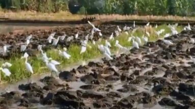 Burung Bangau Datang Saat Bajak Sawah